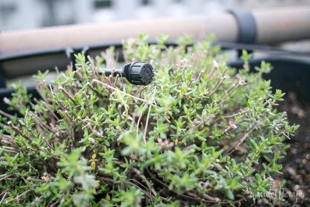 Container Gardening How We Grow Fresh Veggies On A Terrace Wander Container Gardening Drip Irrigation Emitter