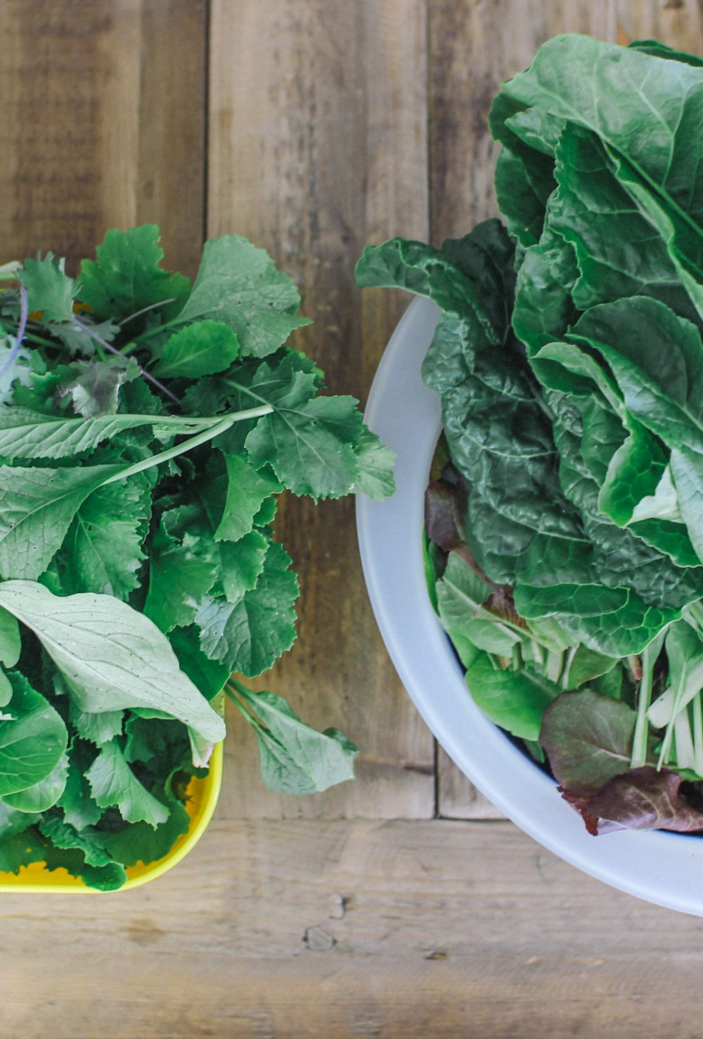 container gardening salad