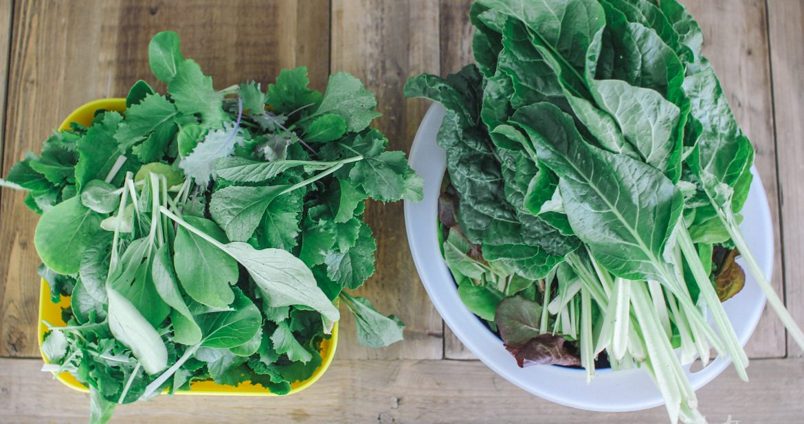 container gardening salad