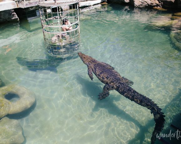 5 Amazing Animals to See at Cango Ranch